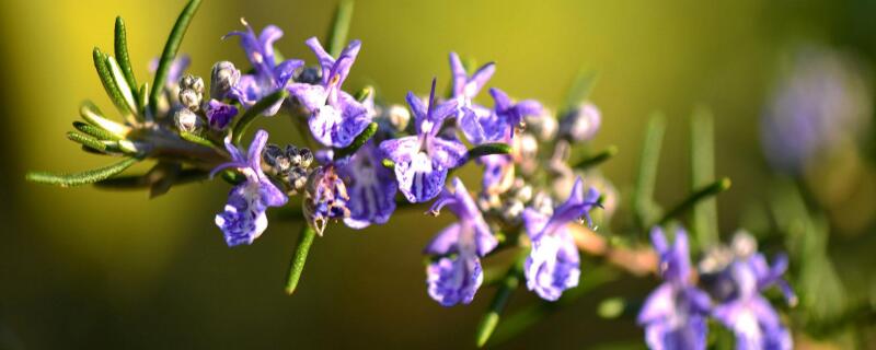 迷迭香扦插季节（迷迭香几月扦插繁殖好活）