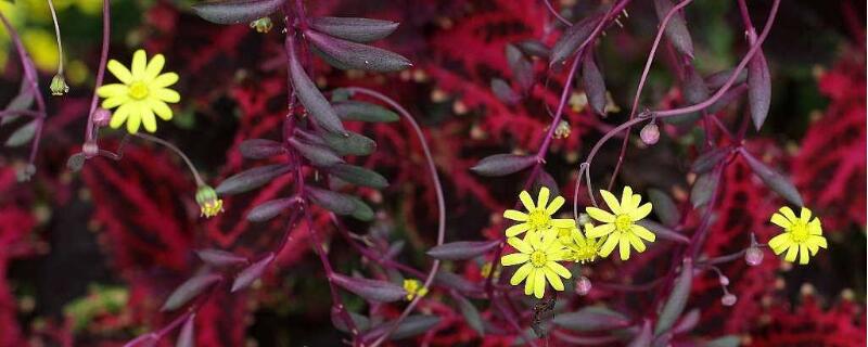 黄花新月如何养（黄花新月用什么盆子养）