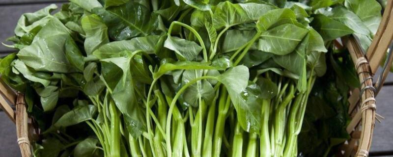空心菜发黄是怎么回事（空心菜有点发黄还可以吃吗?）
