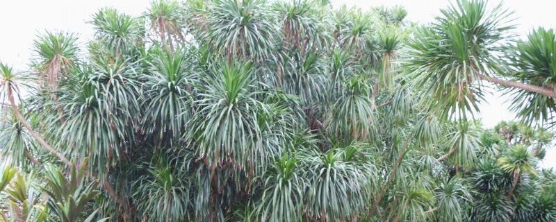 龙血树叶子下垂怎么办（龙血树叶子下垂怎么回事）