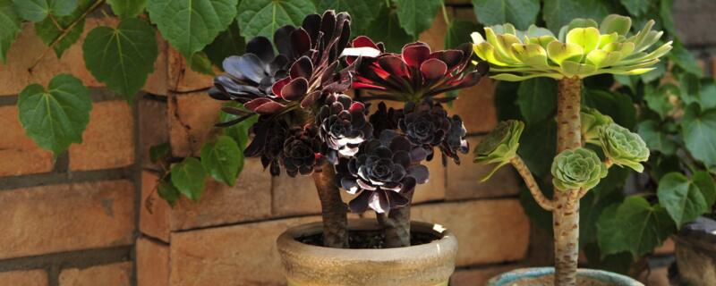 法师多肉养殖方法 夏季法师多肉养殖方法