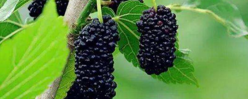 家里有桑树如何处理(桑树树干有虫子怎么办)