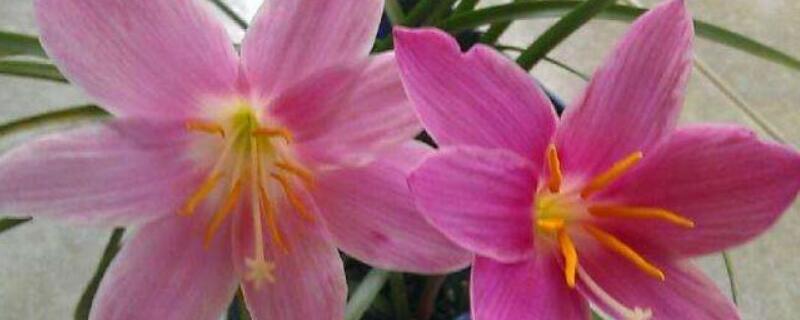 风雨兰移栽后怎么养护 风雨兰如何移栽