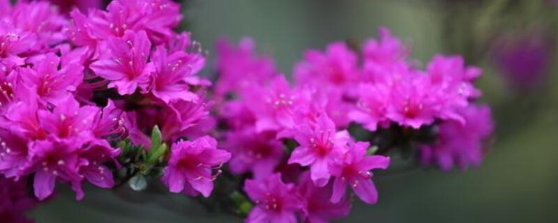 杜鹃怎么修剪 杜鹃什么时候修剪?怎么修剪