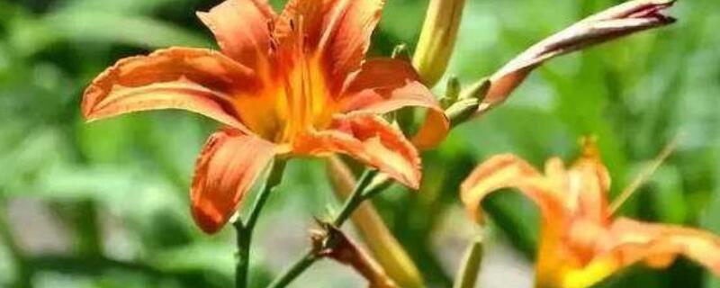 萱草花后修剪（萱草移栽要剪短叶子吗）