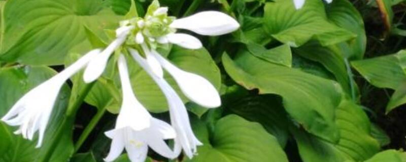 白玉簪的养殖方法(白玉簪怎么繁殖)