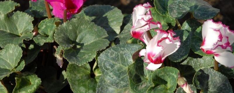 仙鹤来花几天浇水一次 仙鹤来开花时怎么施肥