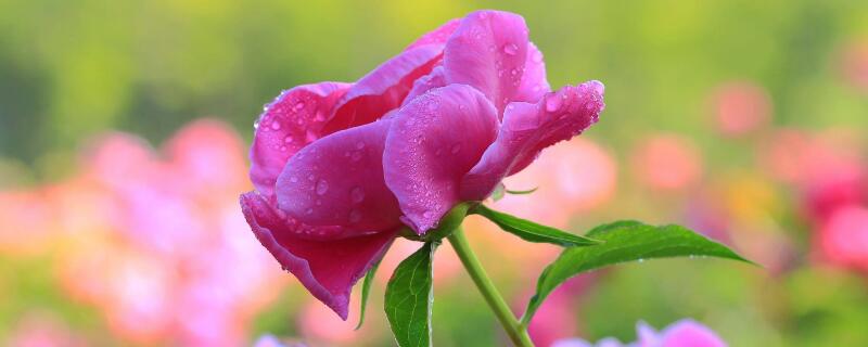 芍药叶子卷是什么原因(刚发芽的芍药叶子卷是什么原因)