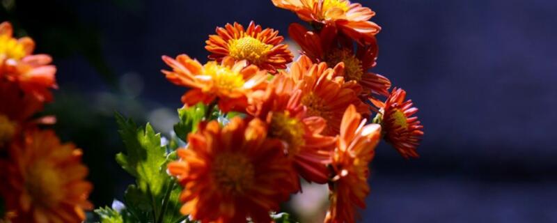 荷兰菊怎么养 荷兰菊怎么养爆盆