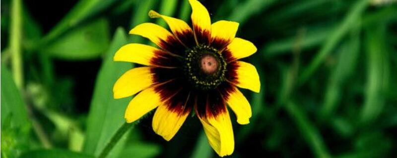 黑心金光菊怎么种 黑心金光菊和黑心菊