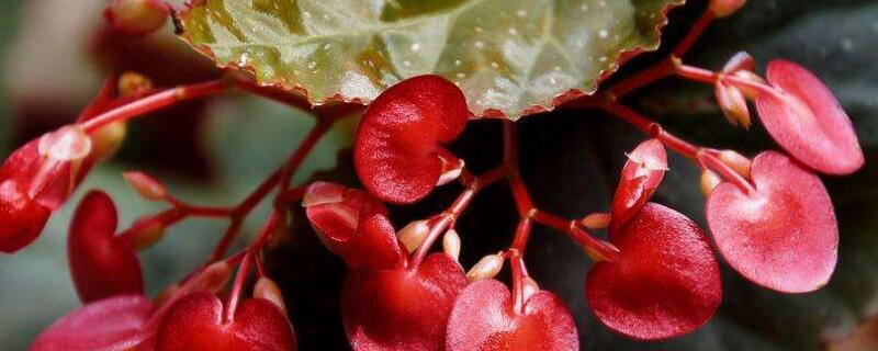 四季海棠开完花后修剪 四季海棠开完花用剪掉吗