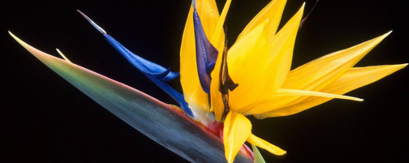 天堂鸟叶子开裂怎么修剪（天堂鸟叶子卷起来开裂要剪吗）