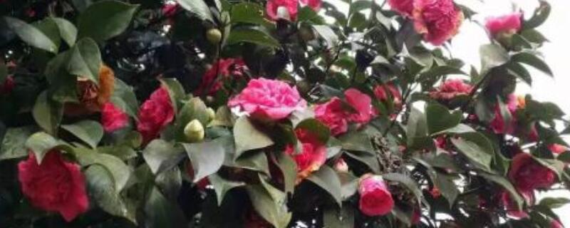 茶花树可以插枝栽培吗 茶花树能插枝成活吗