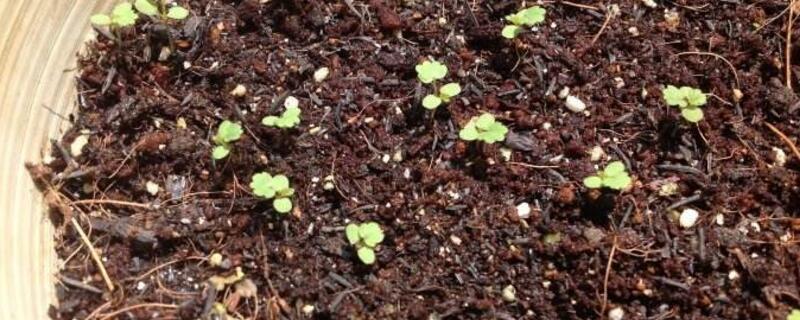 草莓种子发芽后怎么办 买的草莓种子怎样才能让它发芽?