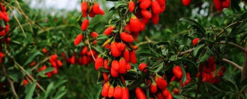 枸杞树生虫子用什么药（枸杞树生虫子怎么来用药）