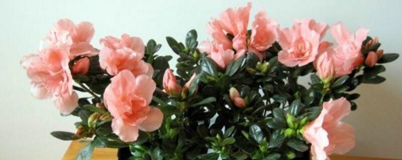 光对植物生长发育的影响 全面考虑光对植物生长发育的影响