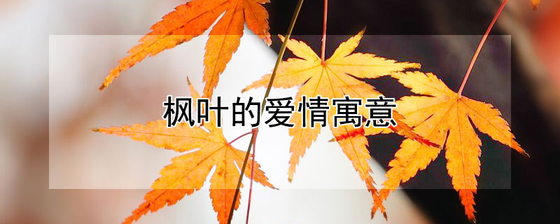 枫叶的爱情寓意 枫叶的爱情寓意跟这个相似的