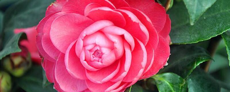 赤丹红怎么养（赤丹好养吗）