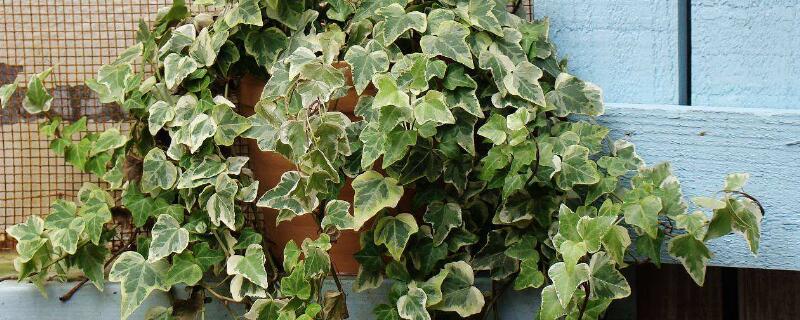 金边常春藤怎么爆盆（金边常春藤为何叶子干枯）