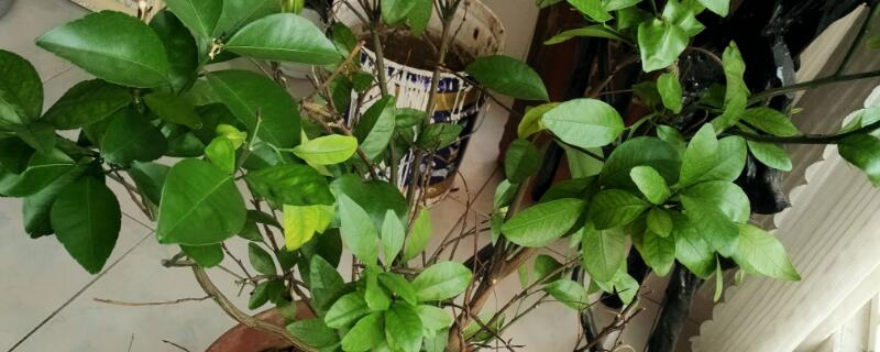 桔子树叶子发黄的原因 桔子树叶子发黄的原因桔子树图片