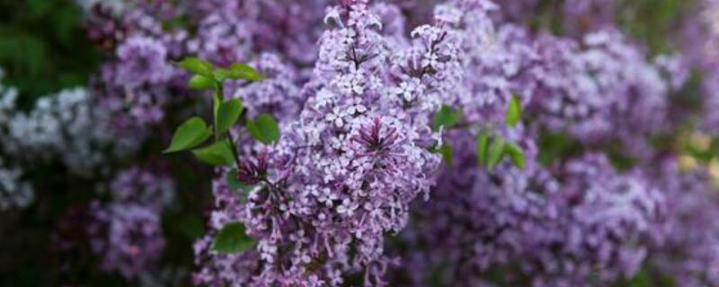 丁香树怎么种（丁香树怎么栽）