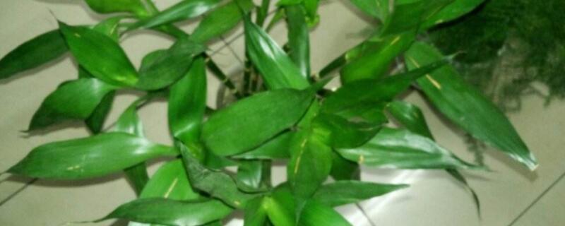 转运竹杆发黄了怎么办（转运竹杆发黄了怎么办,简单几步,很快还会绿回来）