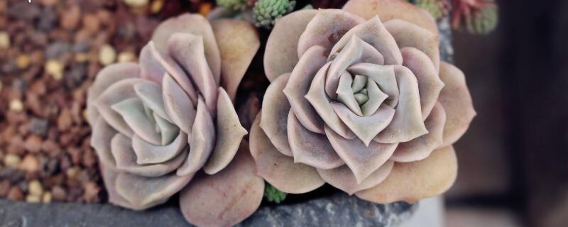 可爱玫瑰多肉怎么养 可爱玫瑰多肉怎么养爆盆