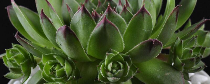 多肉叶片化水什么原因 多肉有叶片化水