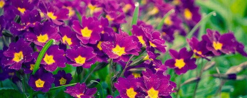 太阳花不开花什么原因（重瓣太阳花不开花什么原因）