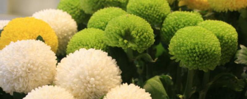 乒乓菊的花后修剪方法 乒乓菊的花后修剪方法扦插