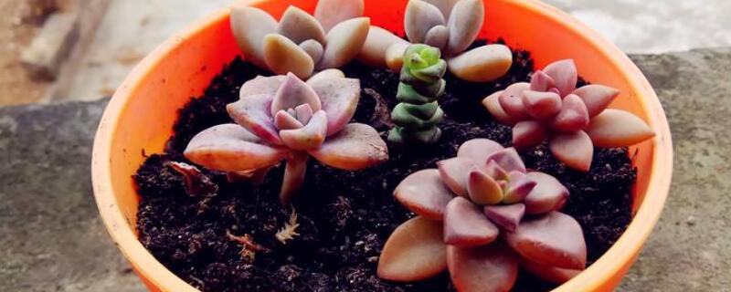 多肉的叶子掉了(多肉的叶子掉了怎么,叶子怎么处理)
