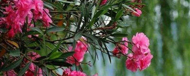 夹竹桃如何水插生根 夹竹桃水插繁殖方式