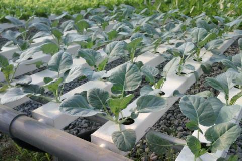 水培蔬菜育苗技术