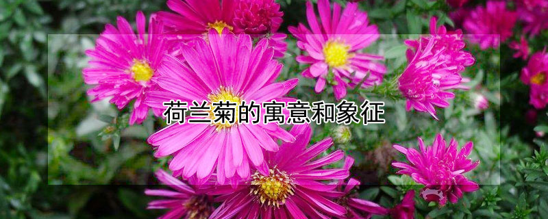 荷兰菊的寓意和象征（荷兰菊花的寓意）