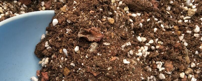 花草营养土的配制方法（花卉的营养土如何调配）
