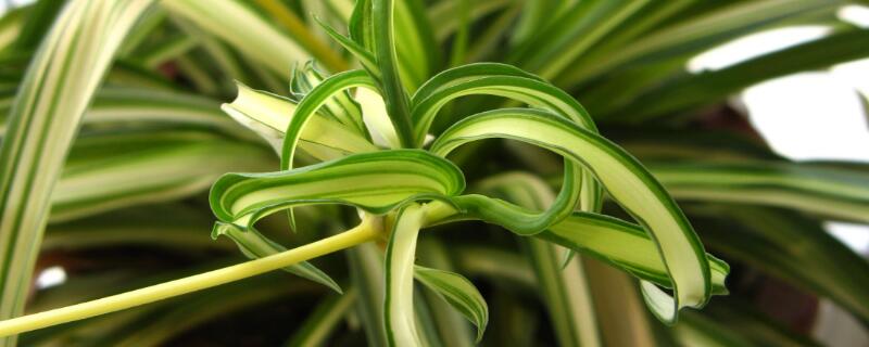 家里适合养什么花(家里适合养什么花风水好)