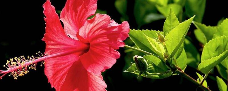 朱瑾花的剪枝方法（朱槿花的修剪方法）