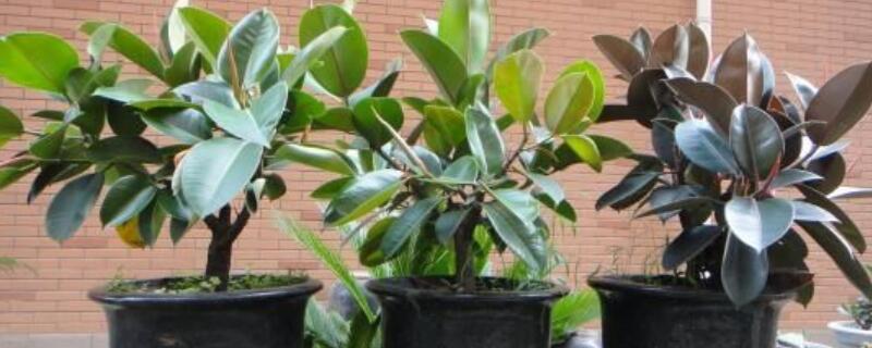 适合叶插的植物 适合叶插的花卉
