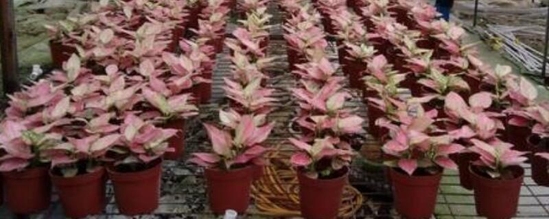 水培吉利红怎么养(水培吉利红好养吗)