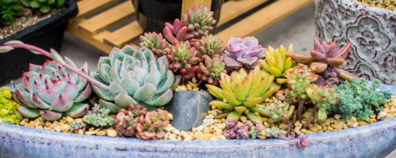 多肉常见病及处理方法（多肉植物的常见病症以及解决办法）