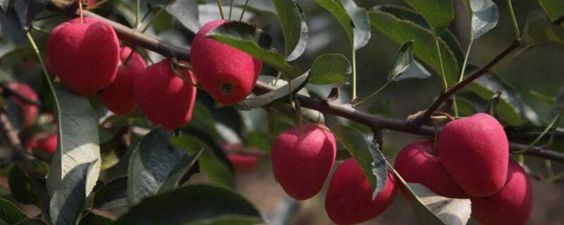 鸡心果树剪枝方法 鸡心果树怎样剪枝