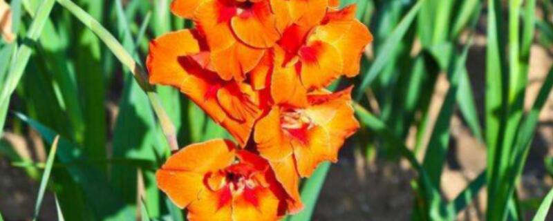 剑兰种子怎么种植（剑兰怎样繁殖）