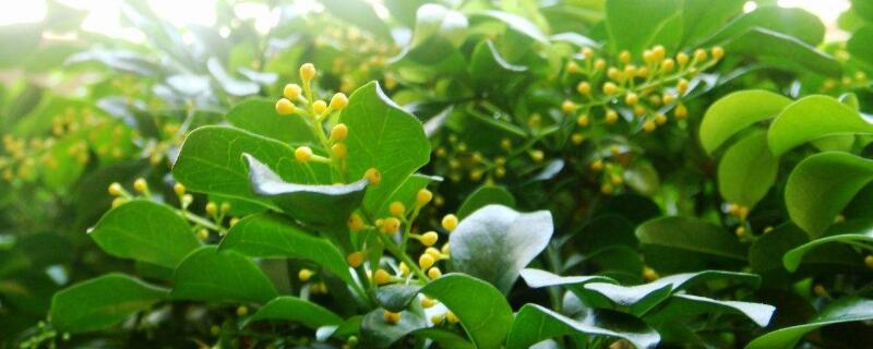 米兰换盆后大面积掉叶 米兰花换盆后掉叶子