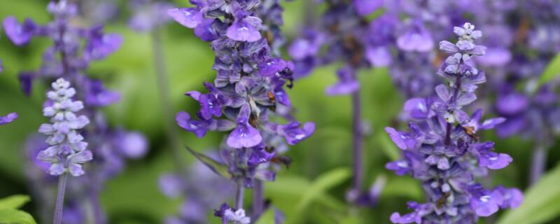 矮灌木有哪些 矮小灌木有哪些