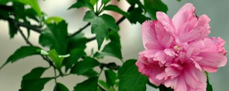 小木槿夏天怎么养（小木槿怎么过夏天）