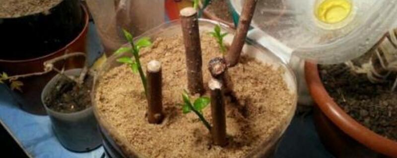 什么花插枝就能活 插枝就能活的植物