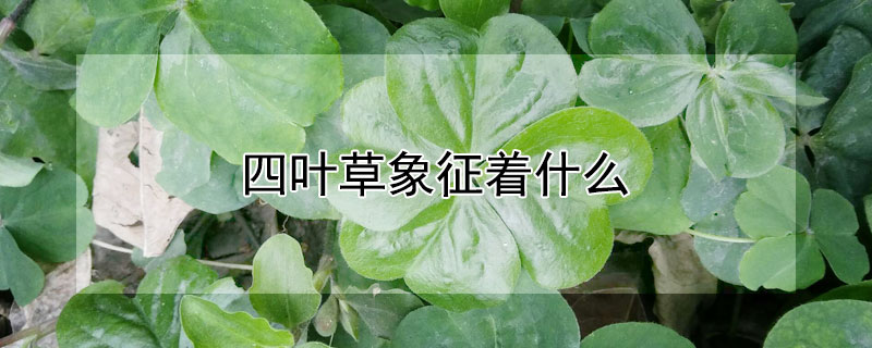 四叶草象征着什么（四叶草象征着什么精神）