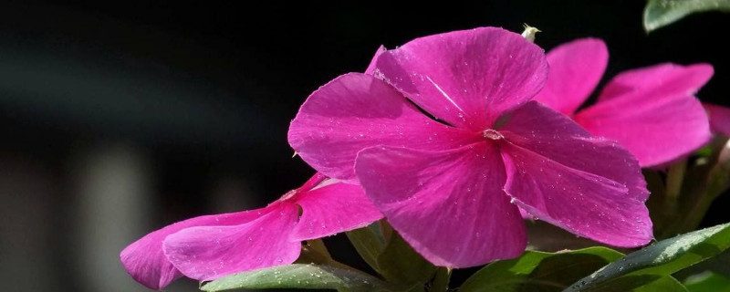 长春花籽怎么保存（长春花的花籽在哪里）