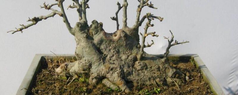 榆树桩栽后可以浇水吗 榆树下山桩可以浇水吗