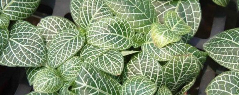 网纹草如何快速生长（网纹草长得快吗）